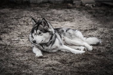 Alaskan Malamute çözdürülen yeryüzünde yalan
