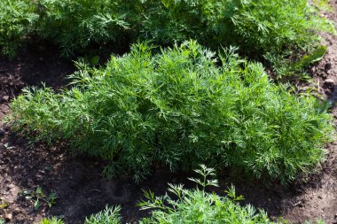 Dereotu. bitki yaprak arka plan, organik sebze sağlıklı sebze, tarım