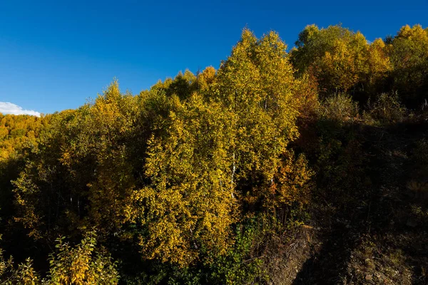 Kleurrijke Bos Een Prachtig Herfst Landschap Svaneti Georgië — Stockfoto