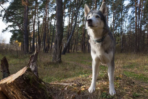 Köpek doğurmak bir ormanda yürüyüş husky. Seçici odak.