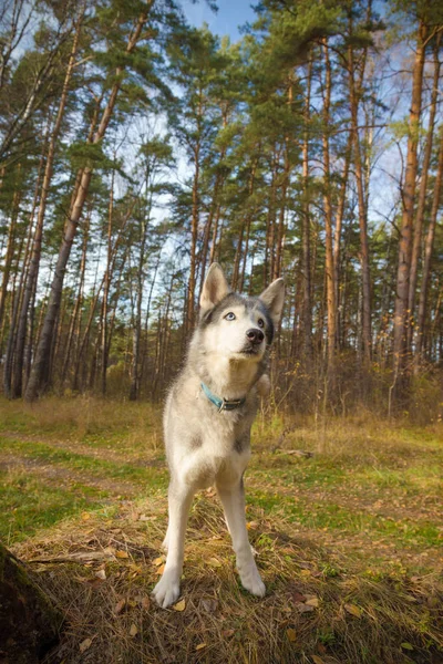Собака Выращивает Хаски Прогулке Лесу Выборочный Фокус Toned — стоковое фото