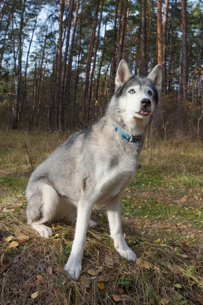 Köpek Doğurmak Bir Ormanda Yürüyüş Husky Seçici Odak — Stok fotoğraf