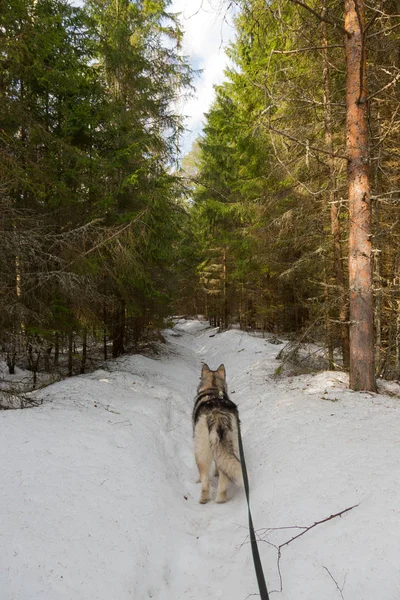 Породы Собак Аляскинский Маламут Заснеженном Лесу — стоковое фото