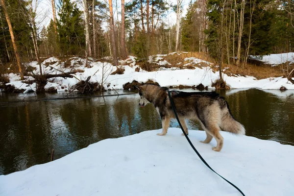 Собака Разводит Аляскинского Маламута Заснеженном Лесу Toned — стоковое фото