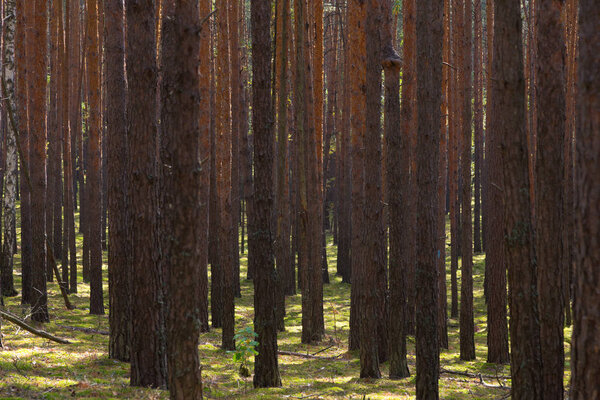 Beautiful view in the autumn forest.