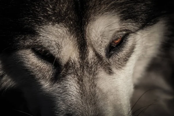 Porträt Eines Jungen Alaskan Malamute Die Farbe Eines Wolfes — Stockfoto