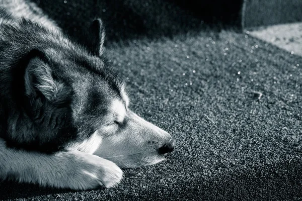 Retrato Alaska Dormido Malamute —  Fotos de Stock