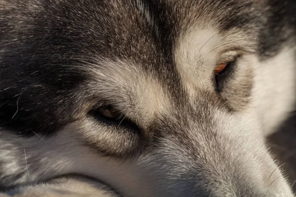 Retrato Joven Malamute Alaska Del Color Lobo —  Fotos de Stock