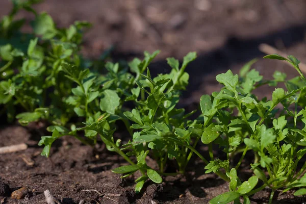 Arugula Növény Termesztése Ökológiai Zöldségkertben — Stock Fotó