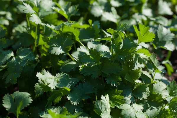 Petersilie Wächst Garten — Stockfoto