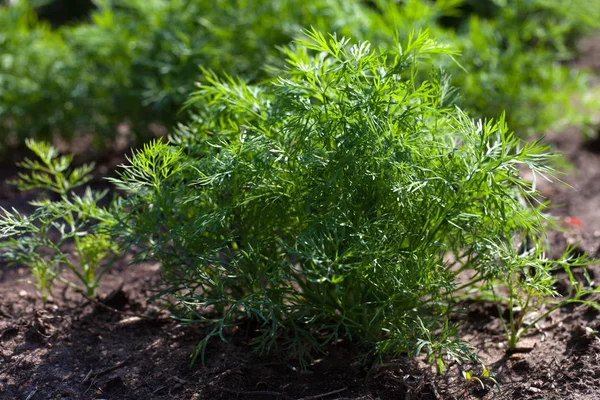 Kapros Herb Levél Háttér Bio Zöldségek Egészséges Zöldség Mezőgazdasági — Stock Fotó