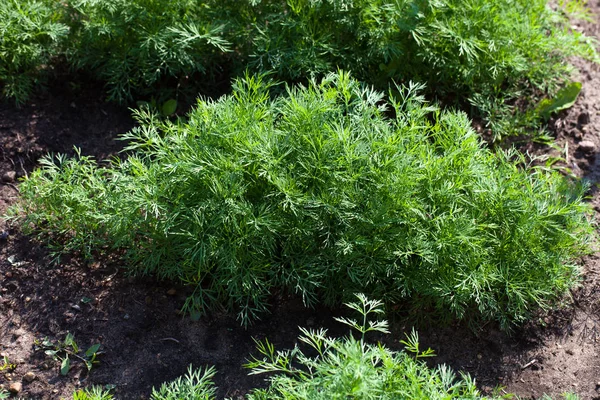 Dereotu. bitki yaprak arka plan, organik sebze sağlıklı sebze, tarım