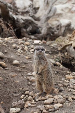Küçük şirin surakat bir hayvanat bahçesi.