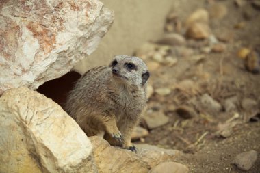 Küçük şirin surakat bir hayvanat bahçesi. Tonda.