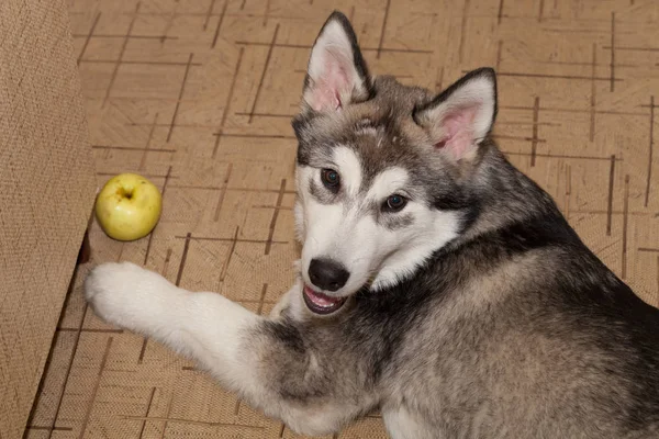 Joven Malamute Alaska Yace Suelo Linóleo Enfoque Selectivo Profundidad Superficial — Foto de Stock