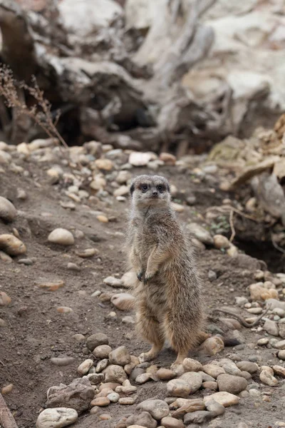 Küçük şirin surakat bir hayvanat bahçesi.