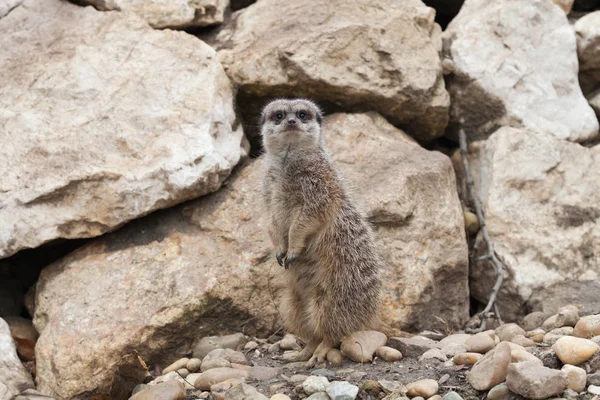 Küçük şirin surakat bir hayvanat bahçesi.