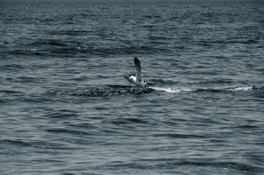 Cape Stolbchaty. Cape Kunashir Adası batı kıyısında. Mendeleyev volkanın bazaltik lavaş katmanların oluşur.
