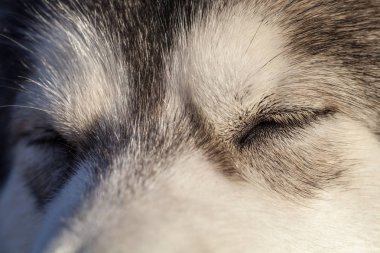 Uyuyan bir Alaskan Malamute portresi