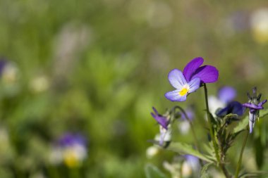 Homo çiçek, closeup sığ derinlik-in tarla