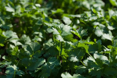 bahçede büyüyen maydanoz