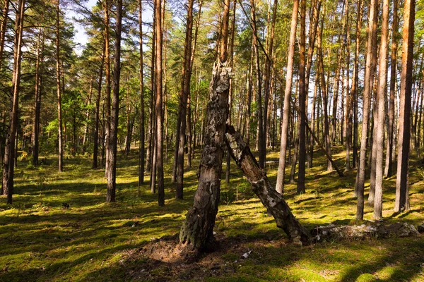 Güzel Manzara Sonbahar Ormanın Içinde Tonda — Stok fotoğraf