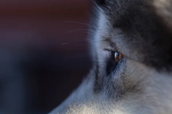 Portréja Egy Fiatal Alaszka Malamute Szín Farkas — Stock Fotó