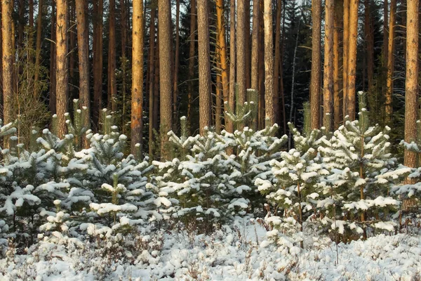 Sparren Het Besneeuwde Bos Nieuwjaar Kerstmis Thema — Stockfoto