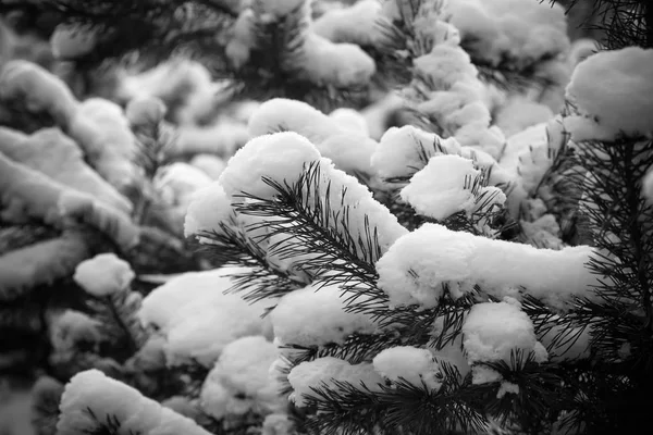 Ялинкові Гілки Засніженому Лісі Новорічна Різдвяна Тема Тонований — стокове фото