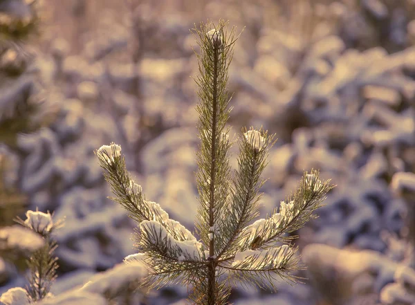 Köknar Ağacı Dalları Karlı Ormanın Içinde Yeni Yıl Noel Tema — Stok fotoğraf