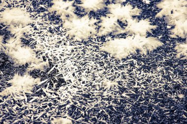 Bitkiler üzerinde beyaz bir arka plan kar. Yeni yıl ve Noel Tema. Seçici odak. Sığ derinlik-in tarla. Tonda.