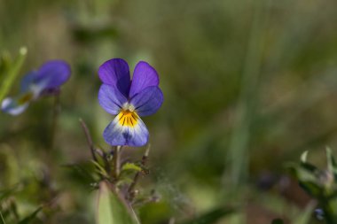 Homo çiçek, closeup sığ derinlik-in tarla