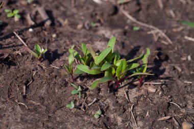 Pancar doğal koşullarda. Beta vulgaris. Pancar. Bahçe, tarla, çiftlik.