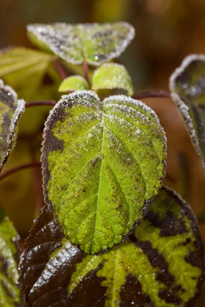 Gula Blad Med Snö Och Bitar Hösten Första Frosten Trädgården — Stockfoto