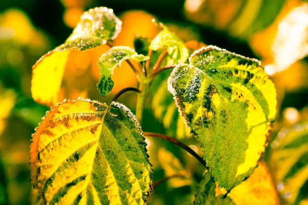 Yellow Leaves Ice Snow Pieces Autumn First Frost Garden Morning — Stock Photo, Image