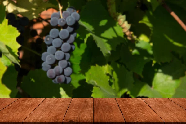 View from dark wooden table to vineyards at sunset in autumn harvest. Ripe grapes in fall. Selective focus.