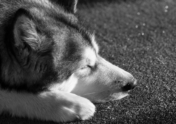 Portréja Egy Alvó Alaszka Malamute — Stock Fotó