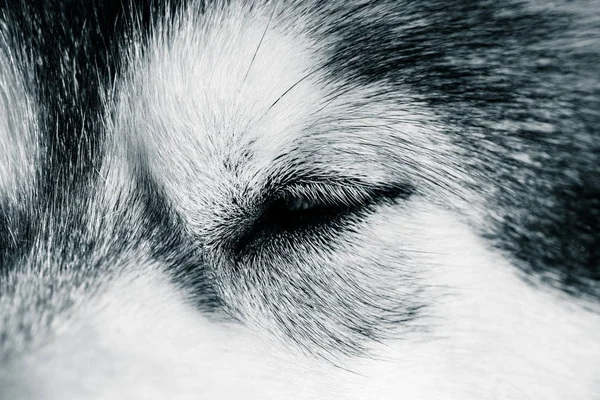 Uyuyan bir Alaskan Malamute portresi