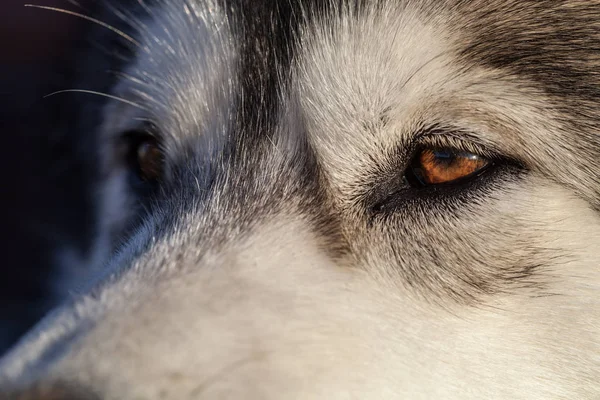 Retrato Joven Malamute Alaska Del Color Lobo —  Fotos de Stock