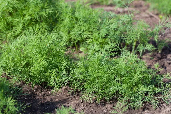 Kapros Herb Levél Háttér Bio Zöldségek Egészséges Zöldség Mezőgazdasági — Stock Fotó