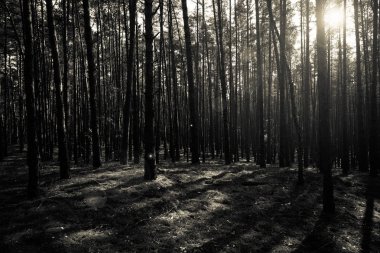 Güzel manzara sonbahar ormanın içinde. Tonda.