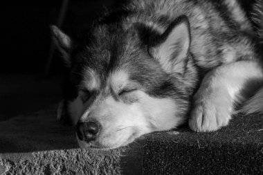 Uyuyan bir Alaskan Malamute portresi