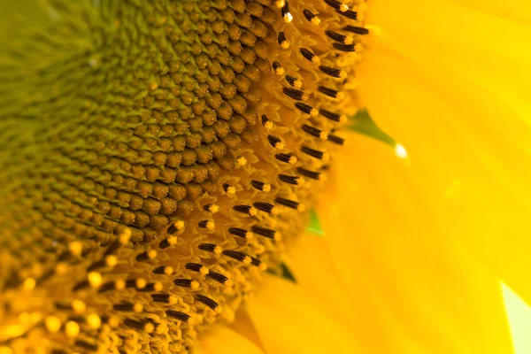 Sonnenblumen Nahaufnahme Für Natürlichen Hintergrund Selektiver Fokus — Stockfoto