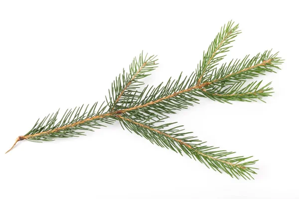 Fir Tree Gren Ion Vit Bakgrund Pine Gren Christmas Fir — Stockfoto