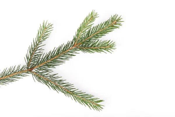 Ιόντων Υποκατάστημα Δέντρο Έλατο Λευκό Φόντο Κλαδί Πεύκου Χριστουγεννιάτικο Έλατο — Φωτογραφία Αρχείου