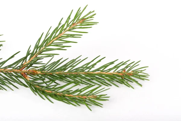 Fir Tree Branch Ion White Background Pine Branch Christmas Fir — Stock Photo, Image