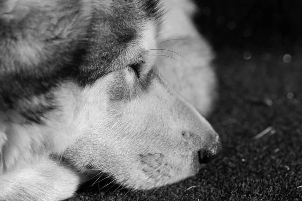 Portrait Malamute Alaskien Endormi — Photo