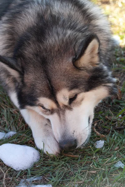 Alaskan Malamute Grając Pierwszym Śniegiem — Zdjęcie stockowe