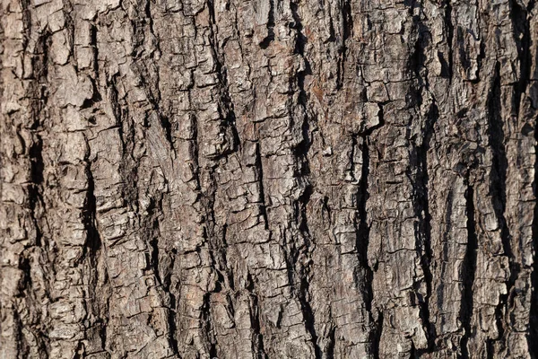 Embossed Texture Brown Bark Tree — Stock Photo, Image