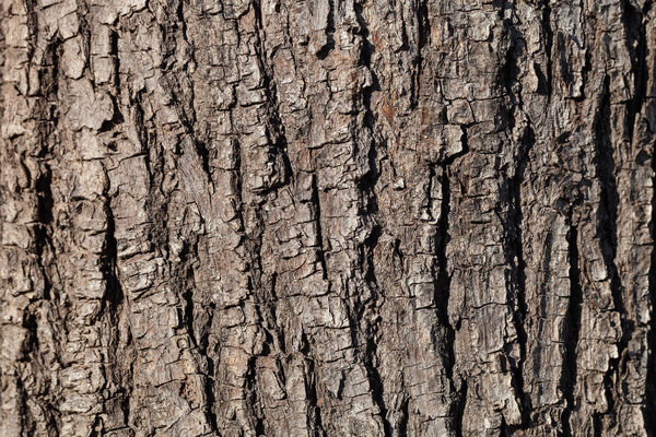 Embossed texture of the brown bark of a tree